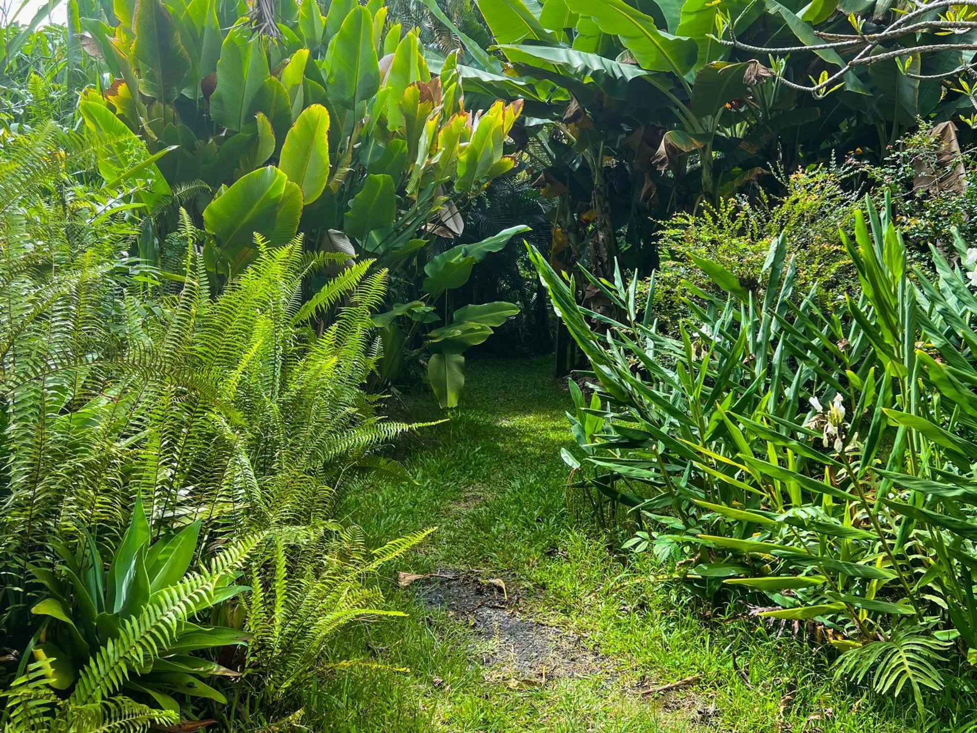 Apartment Gingerhill Farm Retreat Kealakekua